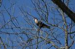 Caracara