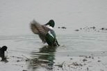 Male Northern Shoveler