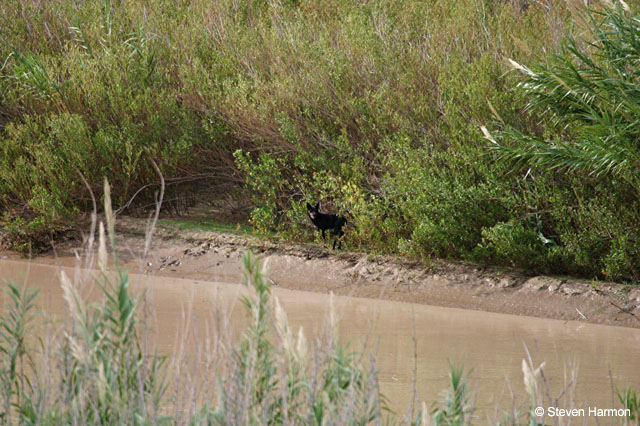 boquillas_dog_2