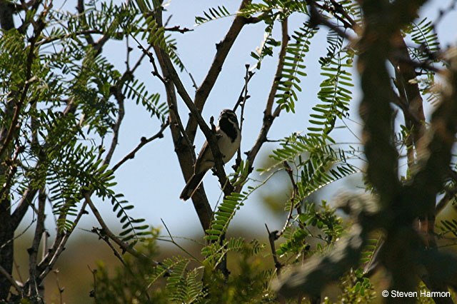 burro_spring_blackthroated_sparrow