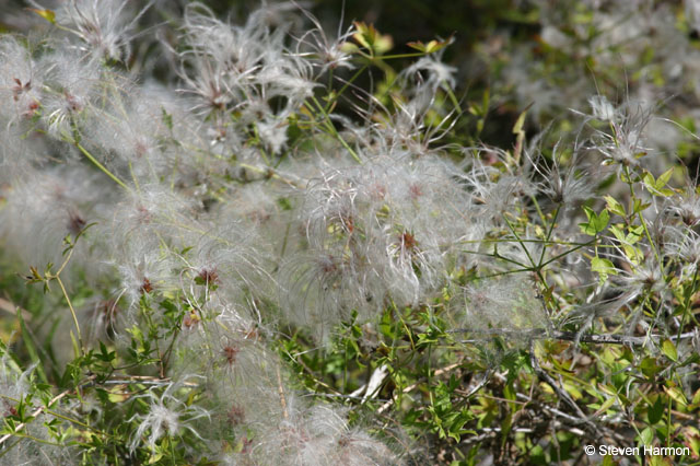 burro_spring_fluffy_plant