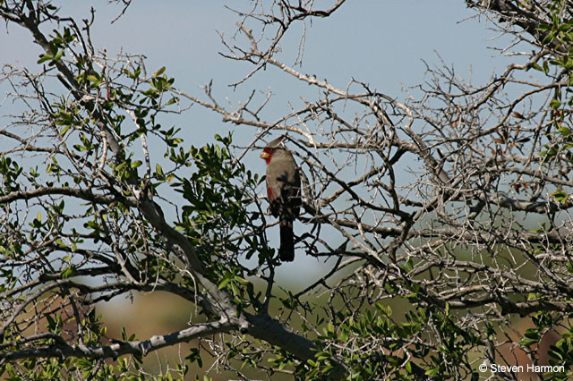 burro_spring_pyrrhuloxia