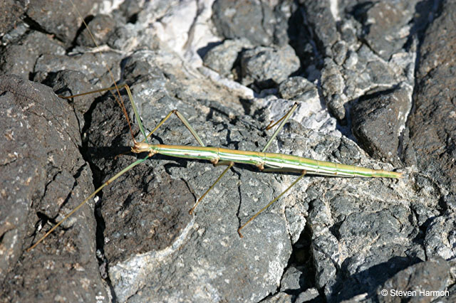 burro_spring_walking_stick