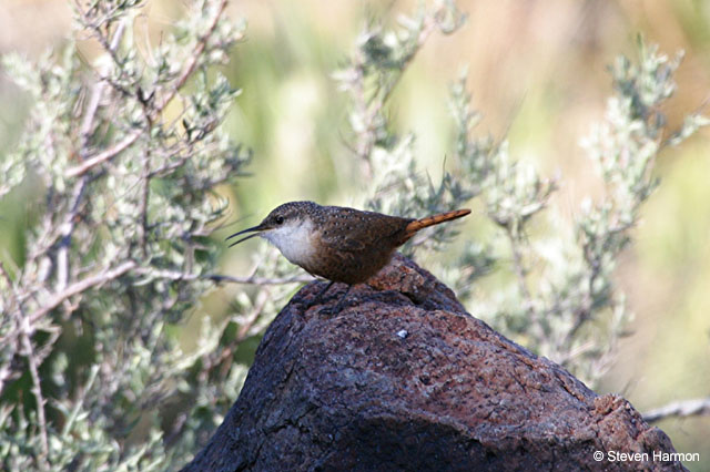 burro_springs_canyon_wren