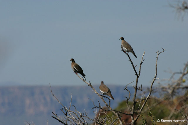 burro_springs_whitewing_doves