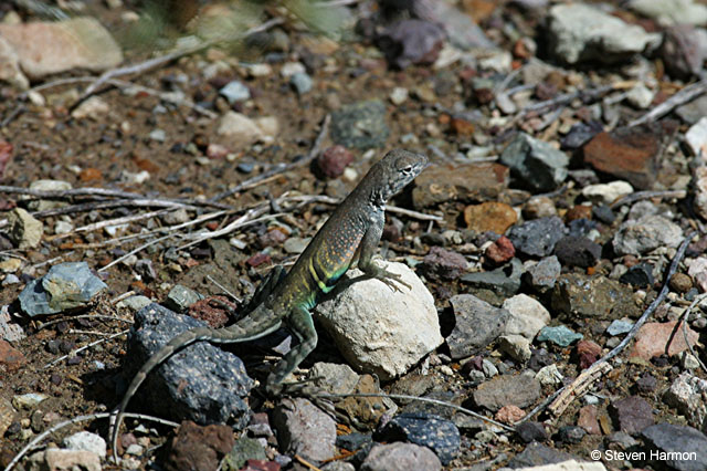 dugout_wells_lizard