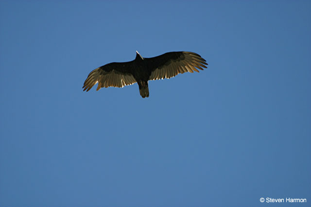 dugout_wells_turkey_vulture