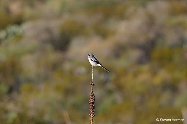 glenn_spring_loggerhead_shrike