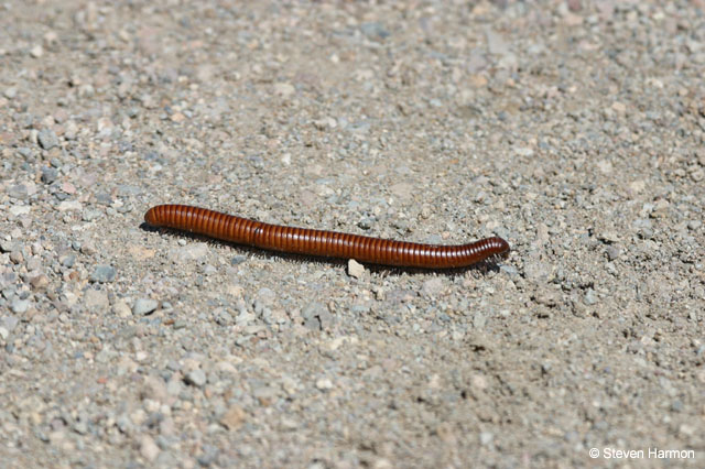 glenn_spring_millipede