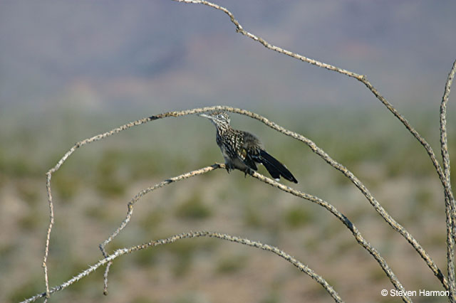 glenn_spring_roadrunner