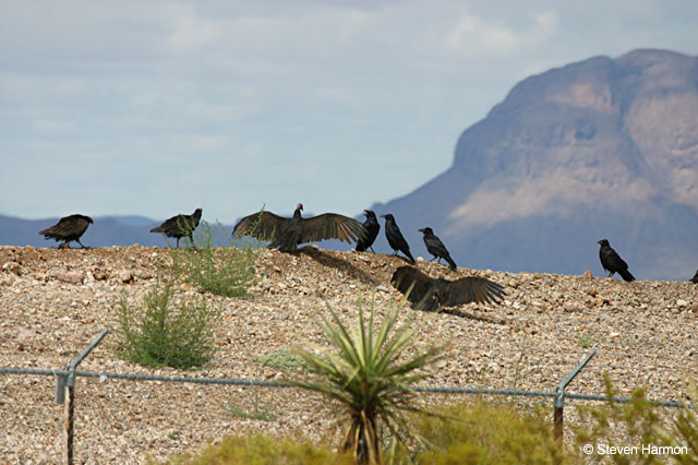 grapevine_hills_dump