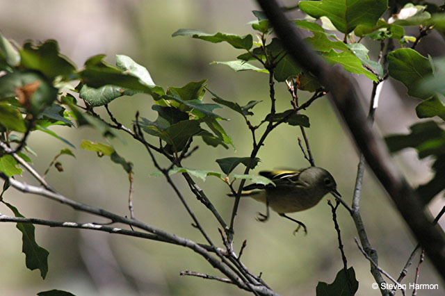 pine_canyon_rubycrowned_kinglet