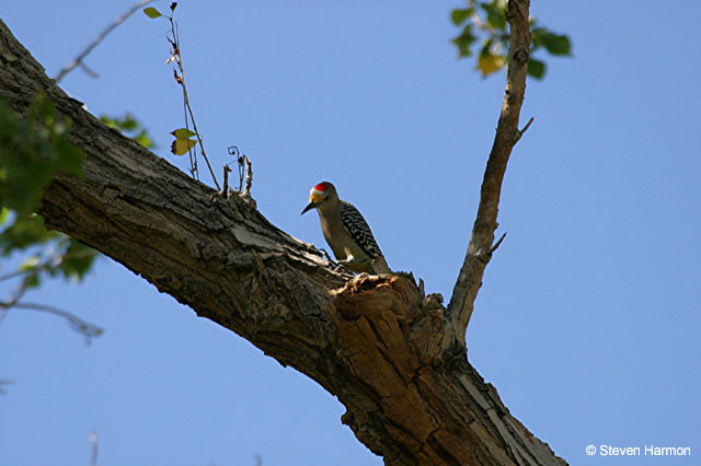 rgv_goldfronted_woodpecker