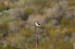 glenn_spring_loggerhead_shrike