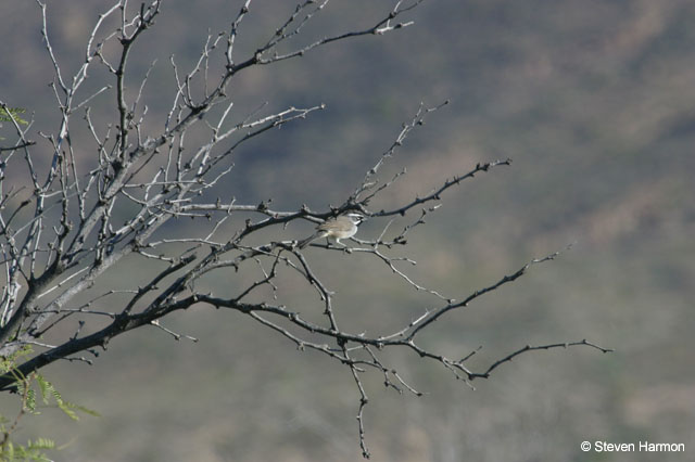 black_throated_sparrow