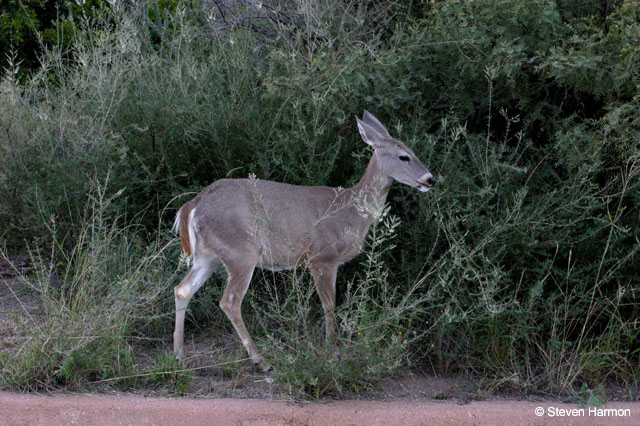 carmen_mountains_deer