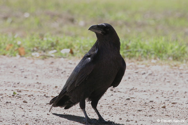 common_raven_1