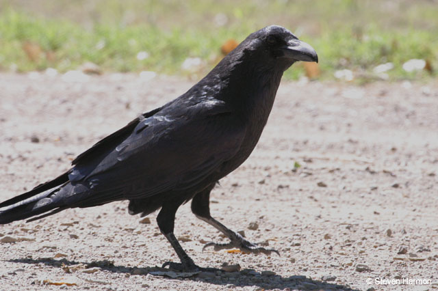 common_raven_2