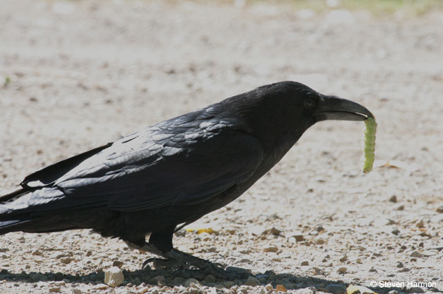 common_raven_3