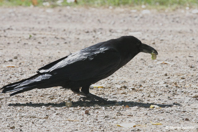 common_raven_4