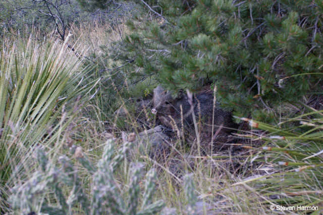 javalina