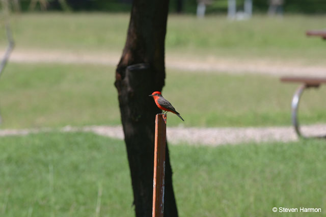 vermilion_flycatcher_2