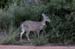 carmen_mountains_deer