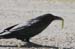 common_raven_3