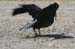 common_raven_5