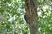 red_naped_sapsucker_2