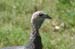 wild_turkey_2