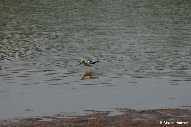 american_avocet_1