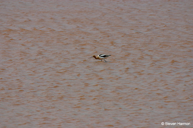 american_avocet_2