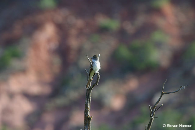 ash_throated_flycatcher_