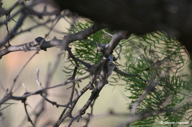 bewick's_wren_1