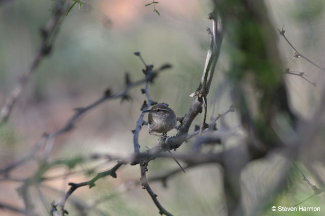 bewick's_wren_2