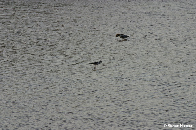 black_necked_stilt