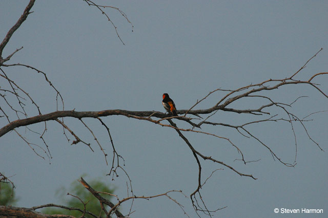 bullock's_oriole_1