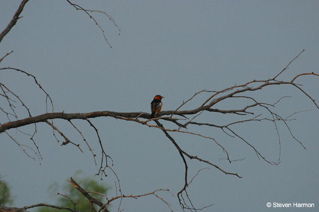 bullock's_oriole_2