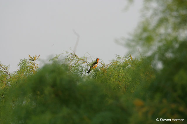 bullock's_oriole_4