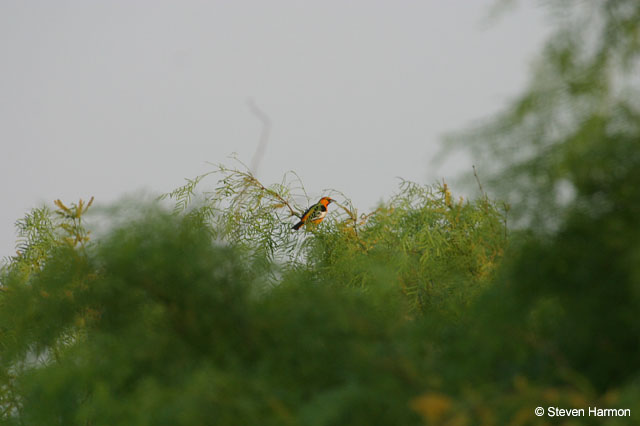 bullock's_oriole_5