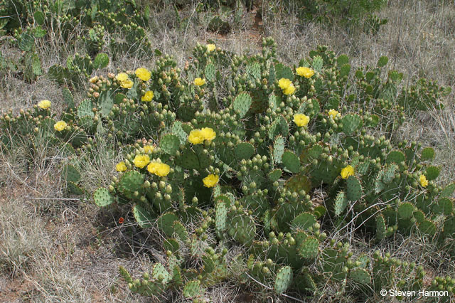 cactus_flower_1