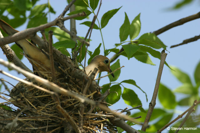 dove_nest_1