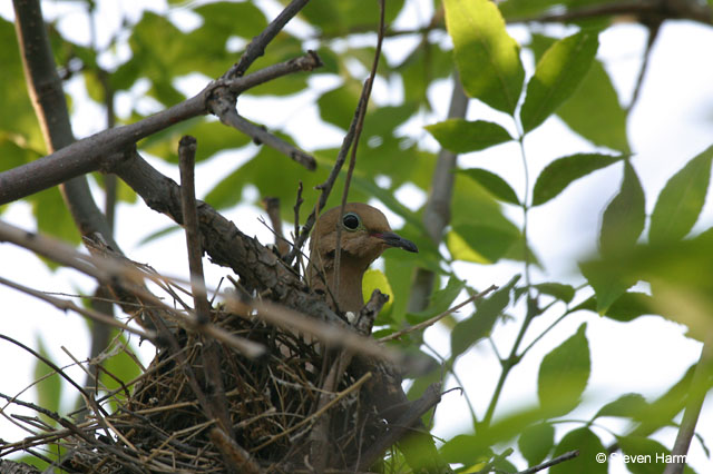 dove_nest_2