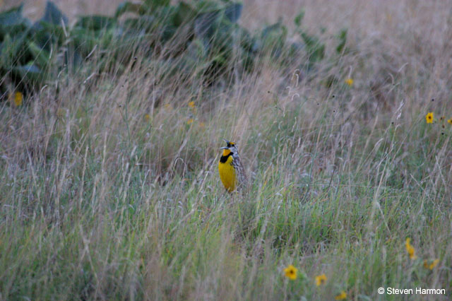 eastern_meadowlark_1