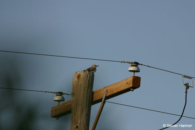 golden_fronted_woodpecker