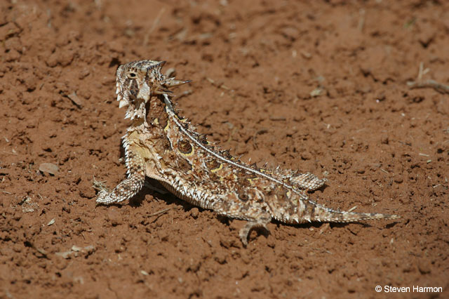 horned_lizard_1