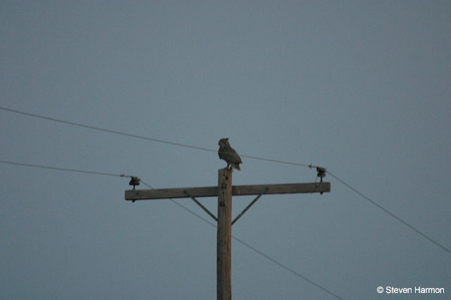 horned_owl_1