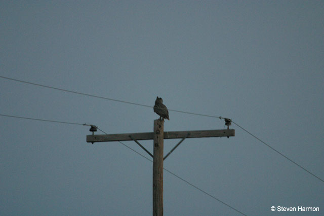 horned_owl_2