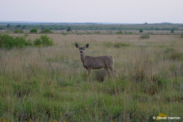 mule_deer